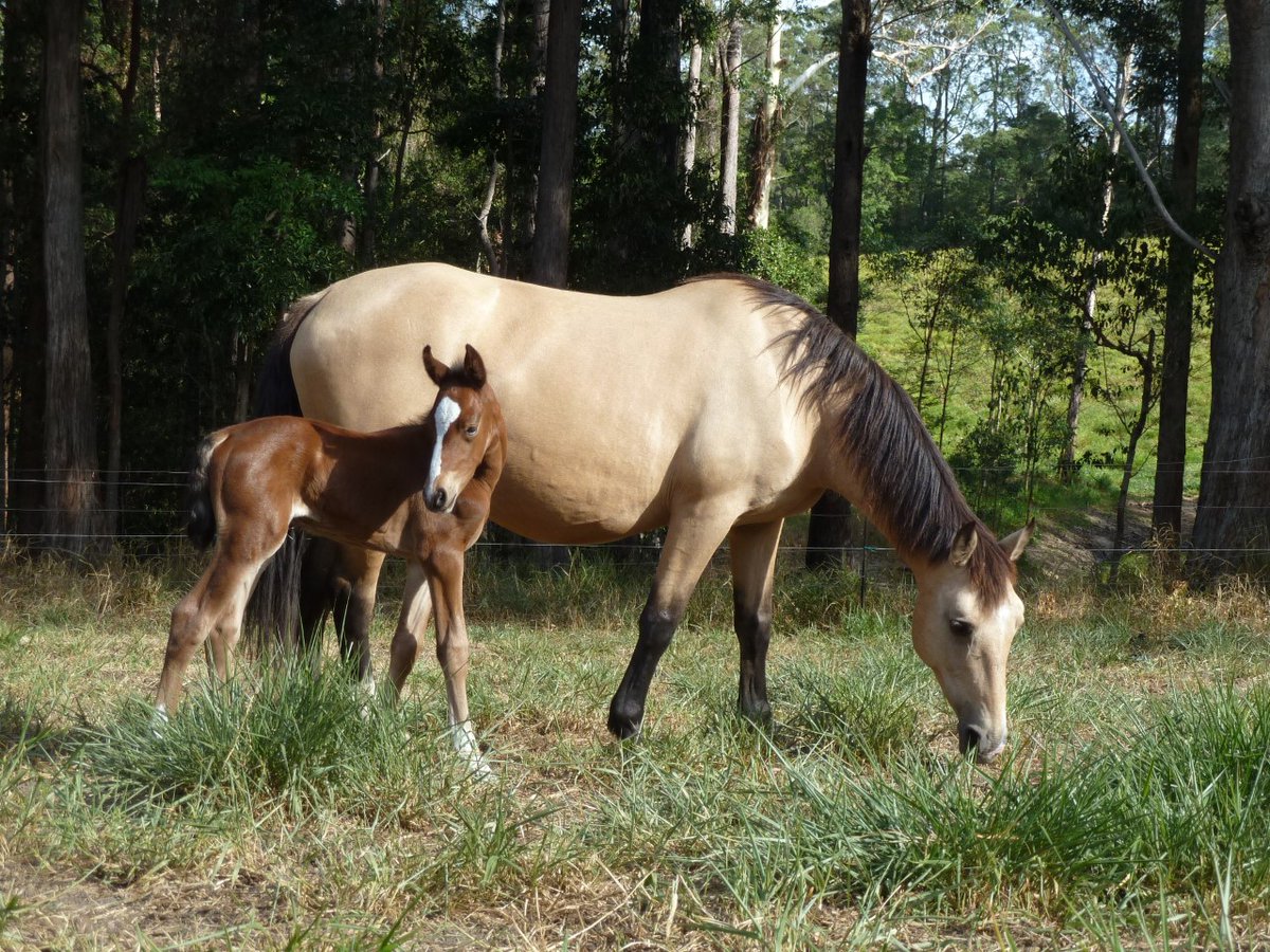 FBB_Officiel's tweet photo. #Australie 🇦🇺🩸
Un nouveau projet d’abattage aérien des « brumbies » 🐎 est en cours… Depuis des années, notre Fondation s’oppose à cette pratique inhumaine entrainant la mort de milliers de chevaux sauvages et de leurs poulains dans la pire agonie.

Une terrible injustice pour ces animaux qualifiés de "nuisibles" alors même qu’ils ont servi l’homme à maintes reprises au cours de l’histoire.
👉 Protestez auprès des autorités pour exiger la fin des abattages de brumbies : info.paris@dfat.gov.au
npws.submissions@environment.nsw.gov.au