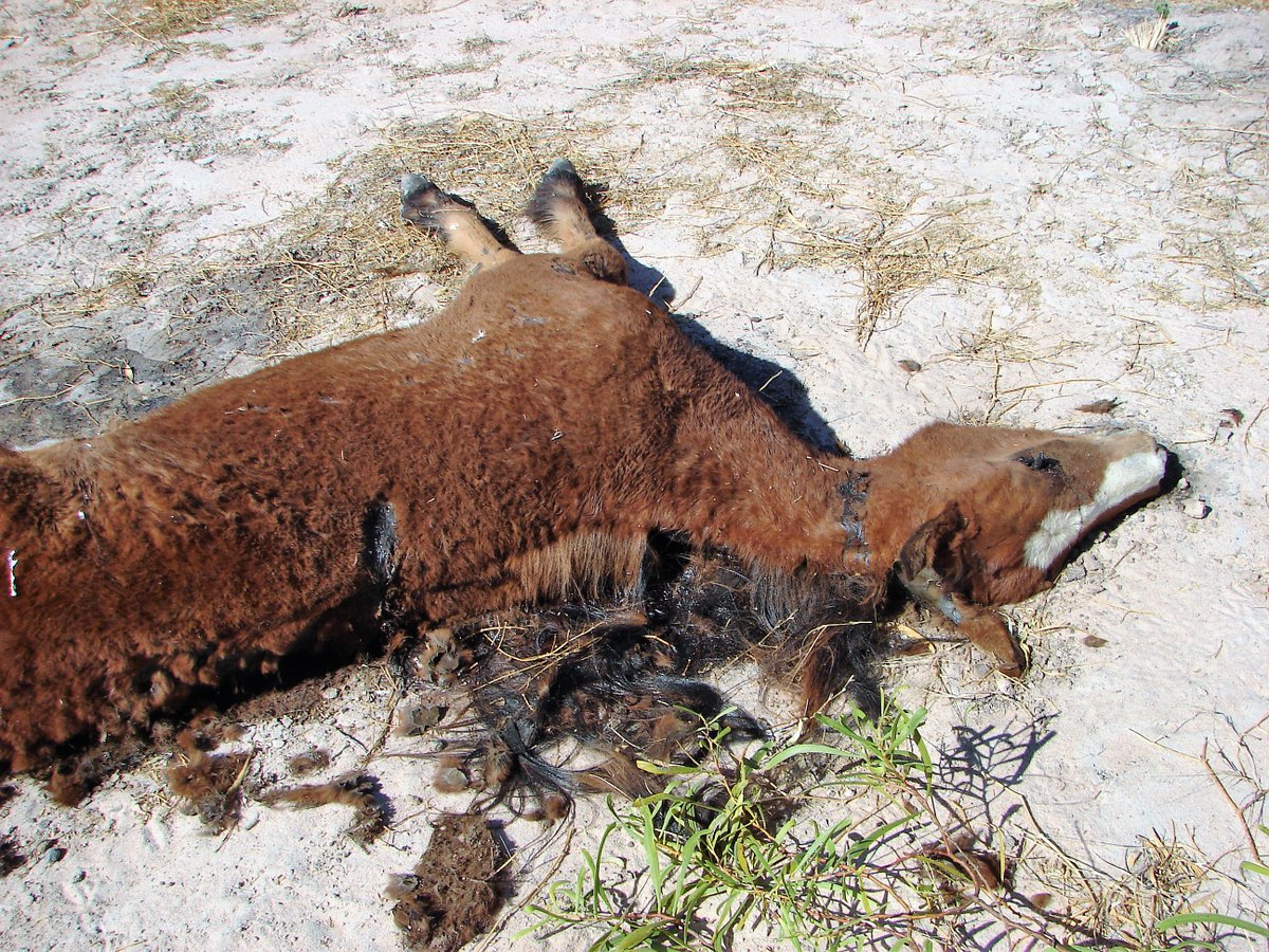FBB_Officiel's tweet photo. #Australie 🇦🇺🩸
Un nouveau projet d’abattage aérien des « brumbies » 🐎 est en cours… Depuis des années, notre Fondation s’oppose à cette pratique inhumaine entrainant la mort de milliers de chevaux sauvages et de leurs poulains dans la pire agonie.

Une terrible injustice pour ces animaux qualifiés de "nuisibles" alors même qu’ils ont servi l’homme à maintes reprises au cours de l’histoire.
👉 Protestez auprès des autorités pour exiger la fin des abattages de brumbies : info.paris@dfat.gov.au
npws.submissions@environment.nsw.gov.au
