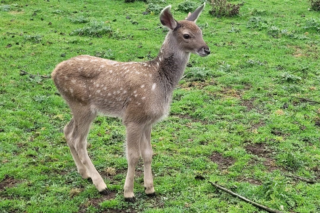 HI BARBIE 👋🏻🩷 Keeper Phoebe had already decided to name our white-lipped deer calf either Barbie or Ken. When we discovered the new arrival was female, and the only tag left was pink, it was clear it was meant to be!