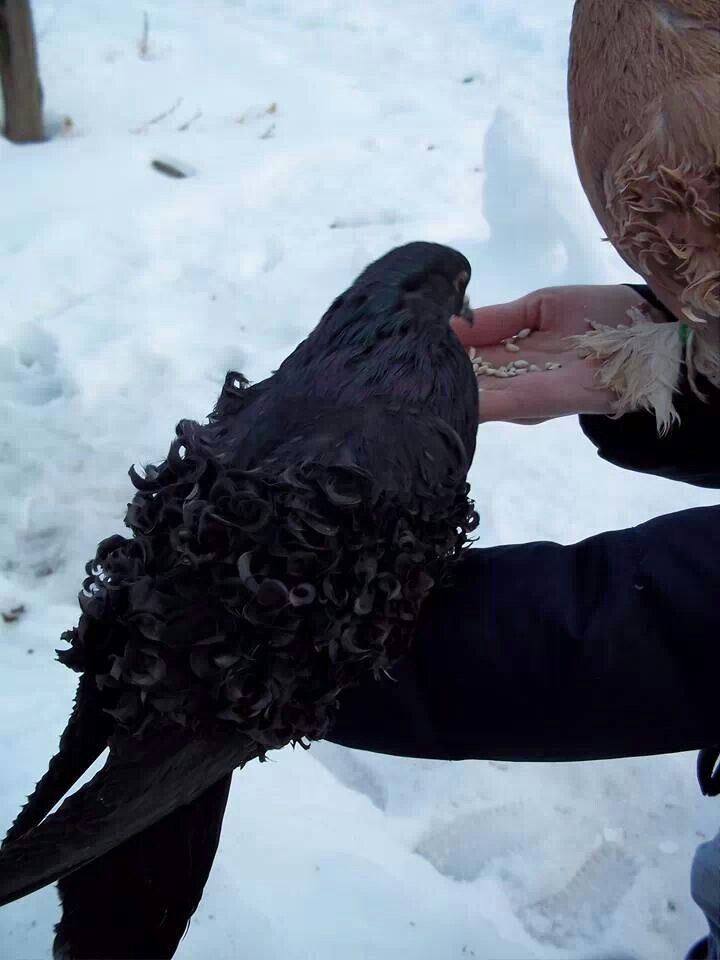 W1ng_Gl0ss's tweet photo. One of these.
Frillback Pidgeon.
////
#wingdolon #wingdolonau #wingededolon #wingededolonau https://t.co/waBcUIoMoh