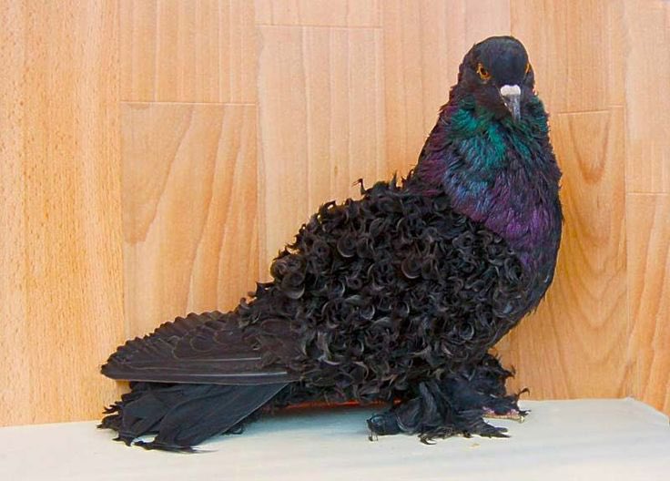W1ng_Gl0ss's tweet photo. One of these.
Frillback Pidgeon.
////
#wingdolon #wingdolonau #wingededolon #wingededolonau https://t.co/waBcUIoMoh