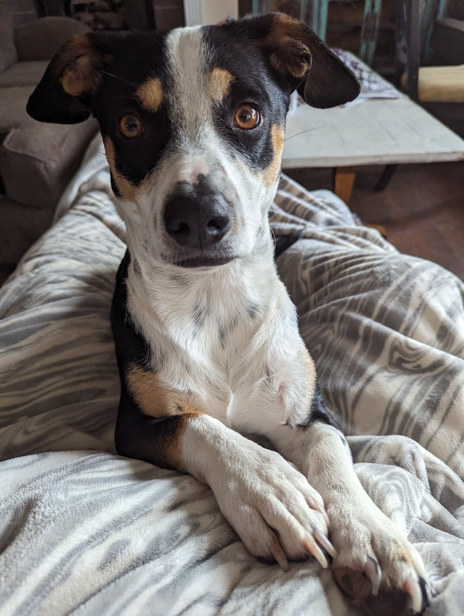 #lionpets Axl Callaway