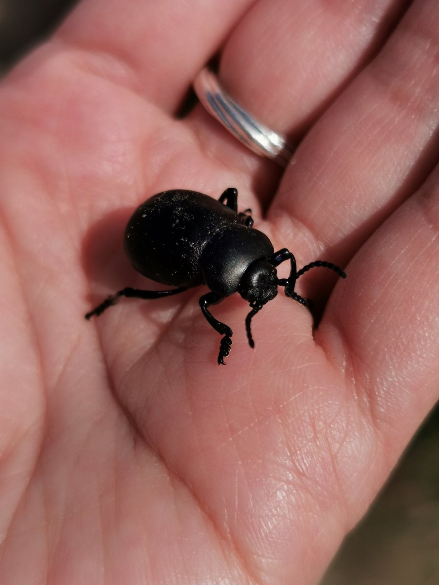 Some little beauts from the #Pembrokeshire coastal path