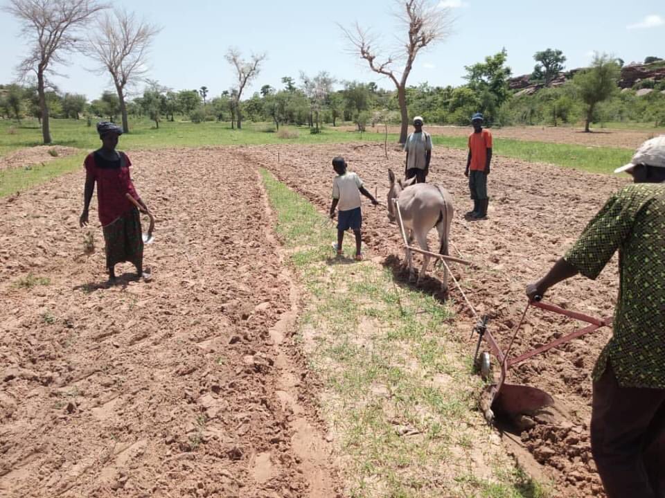 Préparation des parcelles de démonstration au profit de mères et filles dans la commune de #Kendie et #Bara_Sara. 3variétés améliorées de différentes spéculations sont en phase d’essai. 
#PAM
#AMEDD. 
#Impacts2023