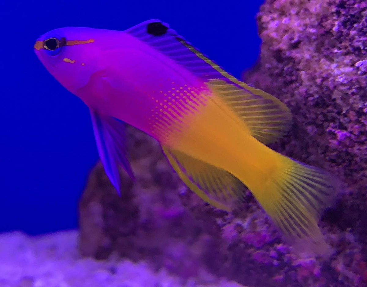 The vibrantly coloured Royal Gramma makes an excellent addition to the reef aquarium 🐠🪸

Tankmates should be of a peaceful nature, but should not include similar species such as other Grammas or Dottybacks.

See this fish in store at Fishkeeper Aberdeen 🏴󠁧󠁢󠁳󠁣󠁴󠁿