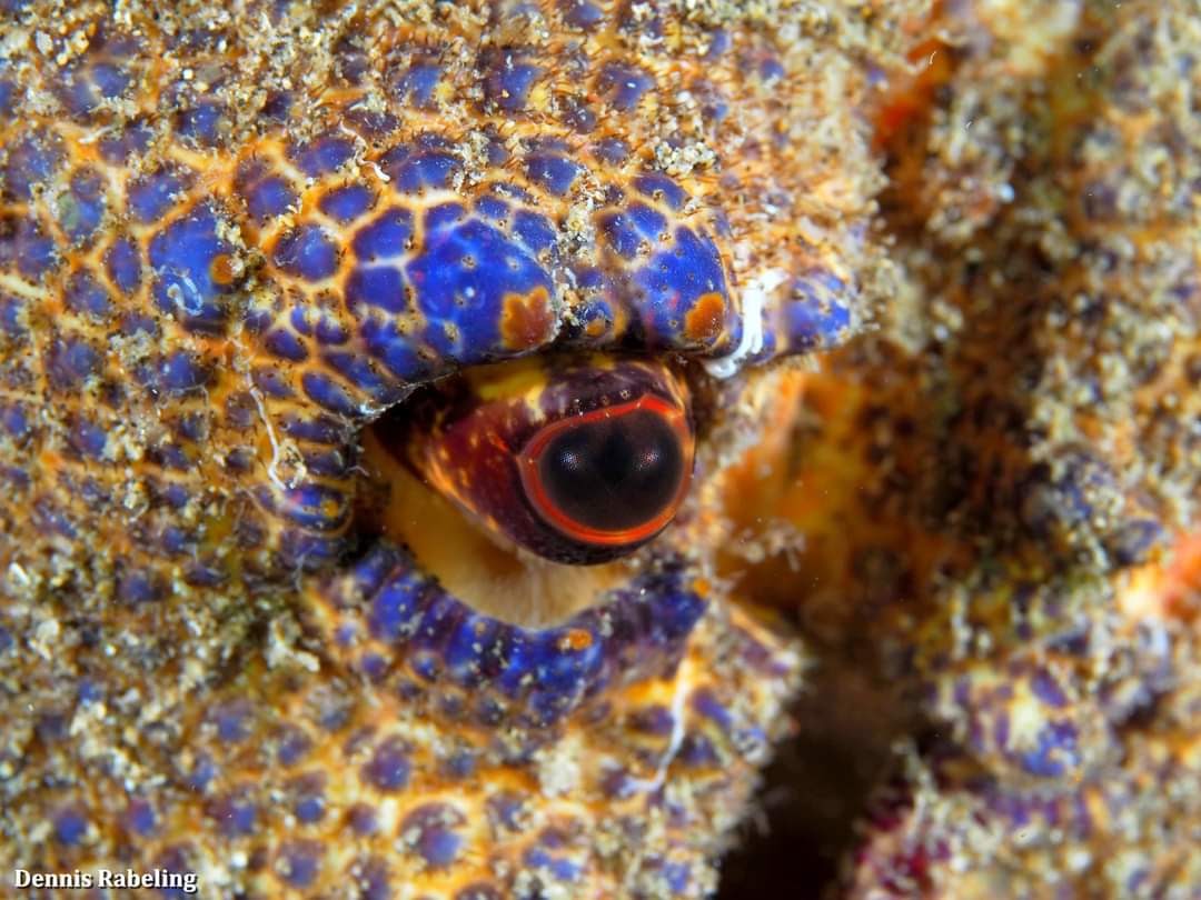 Can you guess from which critter this is? 🦖