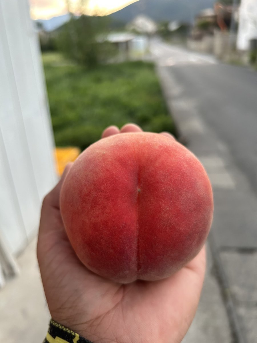 YukieMarusei's tweet photo. プレゼント企画開催いたします❗

ゆうぞら🍑２キロを３名様に❗

😸応募方法🐕️
@YukieMaruseiをフォロー
この投稿をRT

締め切り　９月３日　(日)まで

ご応募お待ちしております🎶

今回食べ直で訳ありゆうぞら　
小玉ゆうぞらも販売しております❗
もちろん通常のものを販売しております❗ https://t.co/KH2TuyVj1J
