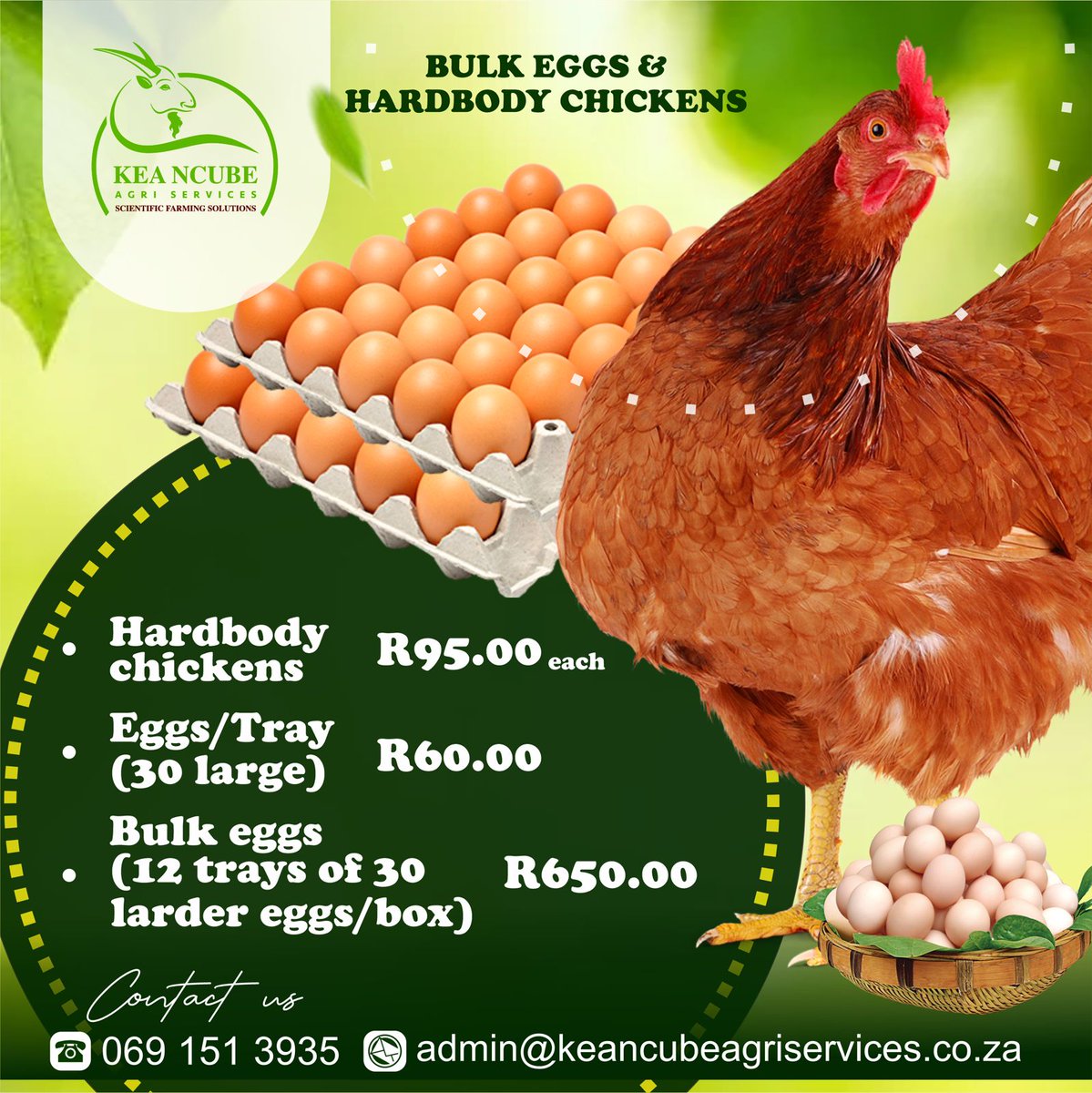 A-grade quality eggs and hard body chicken available for sale🥚🍳🐓. Free delivery in Pretoria and surrounding areas (Ts & Cs apply). Order via WhatsApp on 069 151 3935.

#KeaNcubeAgriServices
#ScientificFarming
#FreeRangeChicken