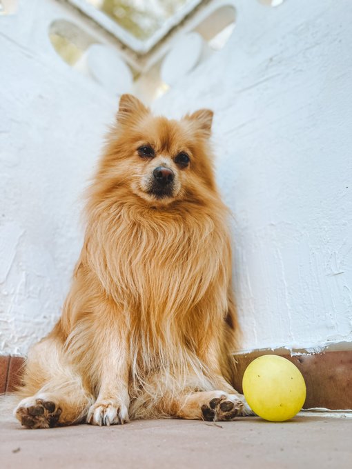 Say hi to Bowie https://t.co/gu1lhawwuY