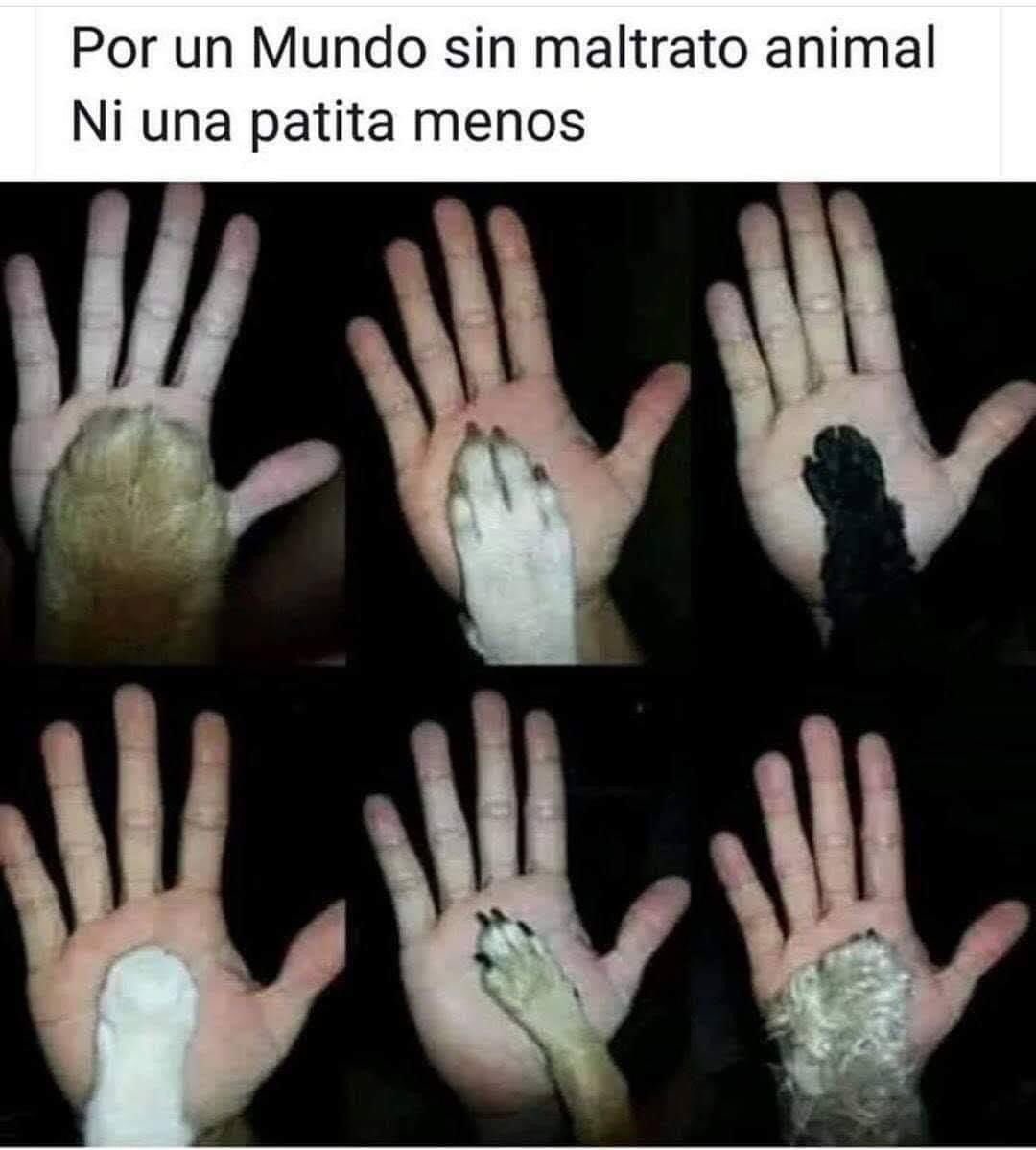 GabrielaVarP's tweet photo. Por un mundo 🌍 SIN maltrato Animal 🙏.
Ni una pata🐾 menos!! 

#NoAlMaltratoAnimal https://t.co/f6p37Rc9tA
