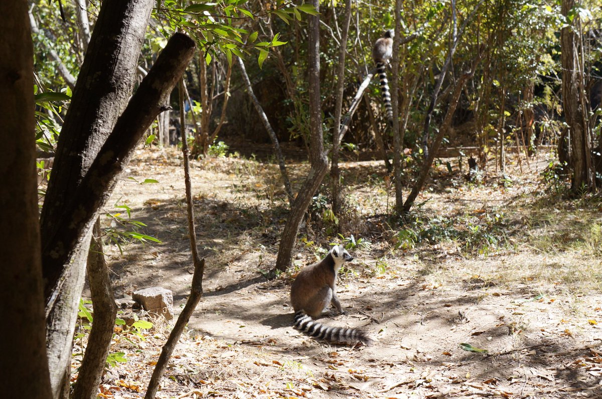 piotrbartkowiak's tweet photo. 1) when you see an interesting animal, don't run towards them immediately, take out your phone and start taking photos from further away using zoom at first, then slowly start getting closer not to spook them.

#LearnWithSnapdragon https://t.co/E7fSKi6Y00