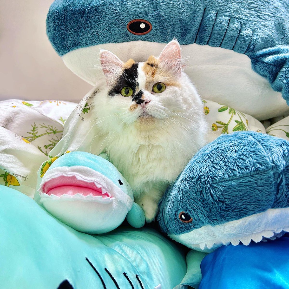 himechan_munch's tweet photo. shark buddies 🦈🩵 サメずといっしょ https://t.co/H4lgLWFKHn