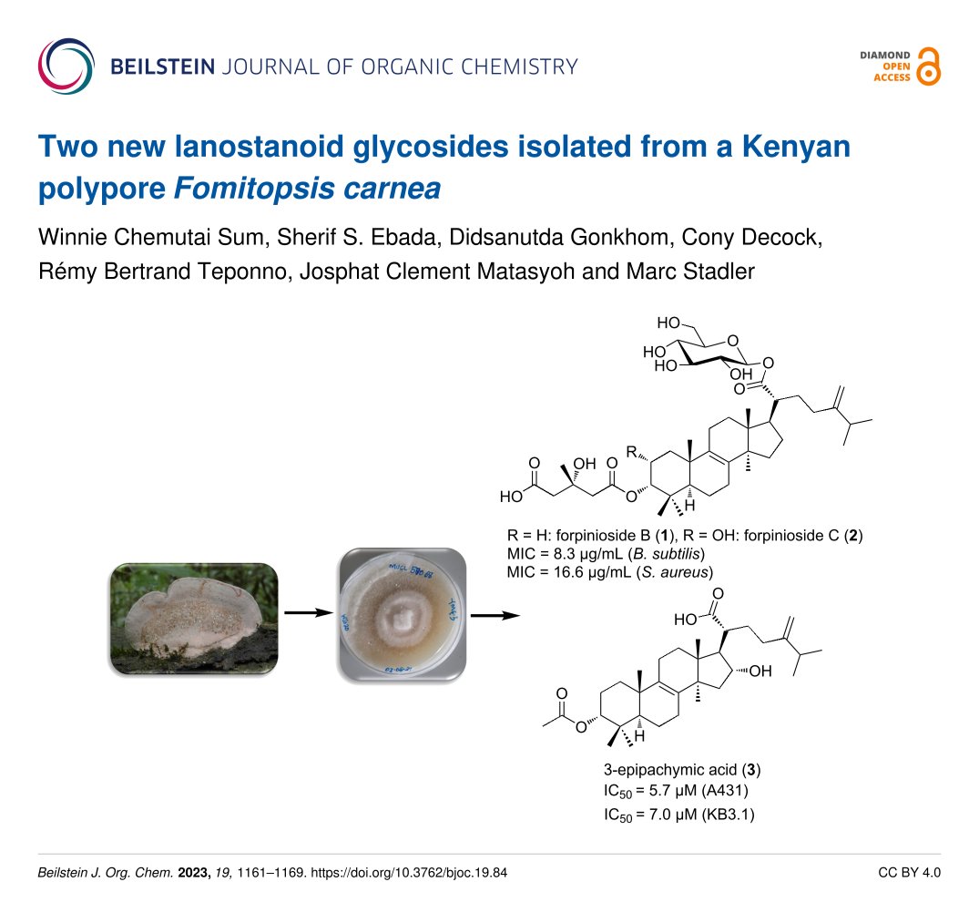 BeilsteinInst's tweet photo. Marc Stadler @MS_fungi et al. isolated two new lanostanoid glycosides from a Kenyan #polypore Fomitopsis carnea.

#AntimicrobialActivity #lanostane #Polyporales

🔗 https://t.co/ZhqGSLbrGb

#DiamondOpenAccess 💎🔓 #BJOC https://t.co/BDp7ffMI06
