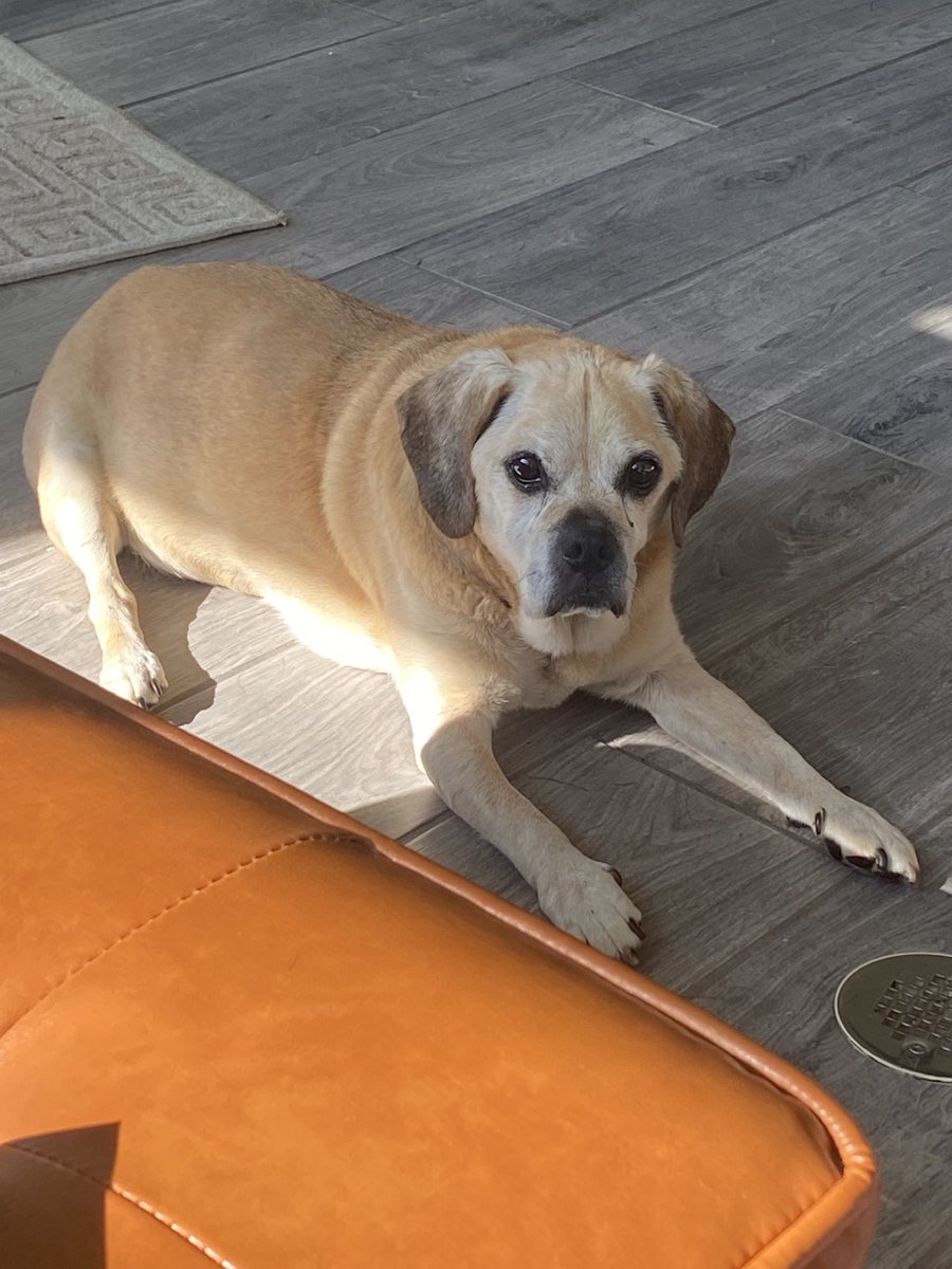 Hi frens 🐾🐾 pls enjoy today ☀️
 - Coopy