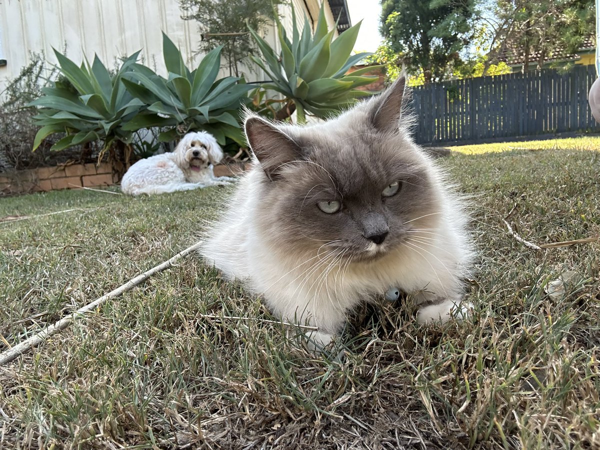 Daphnethekittn's tweet photo. Dirt Cat and Dirt Cat 2 (Funy looking kind.) https://t.co/0z3gFCbR1C