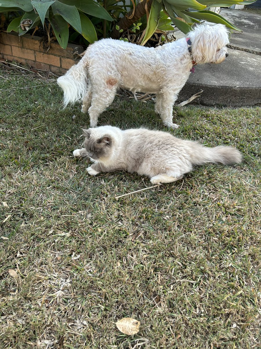 Dirt Cat and Dirt Cat 2 (Funy looking kind.)