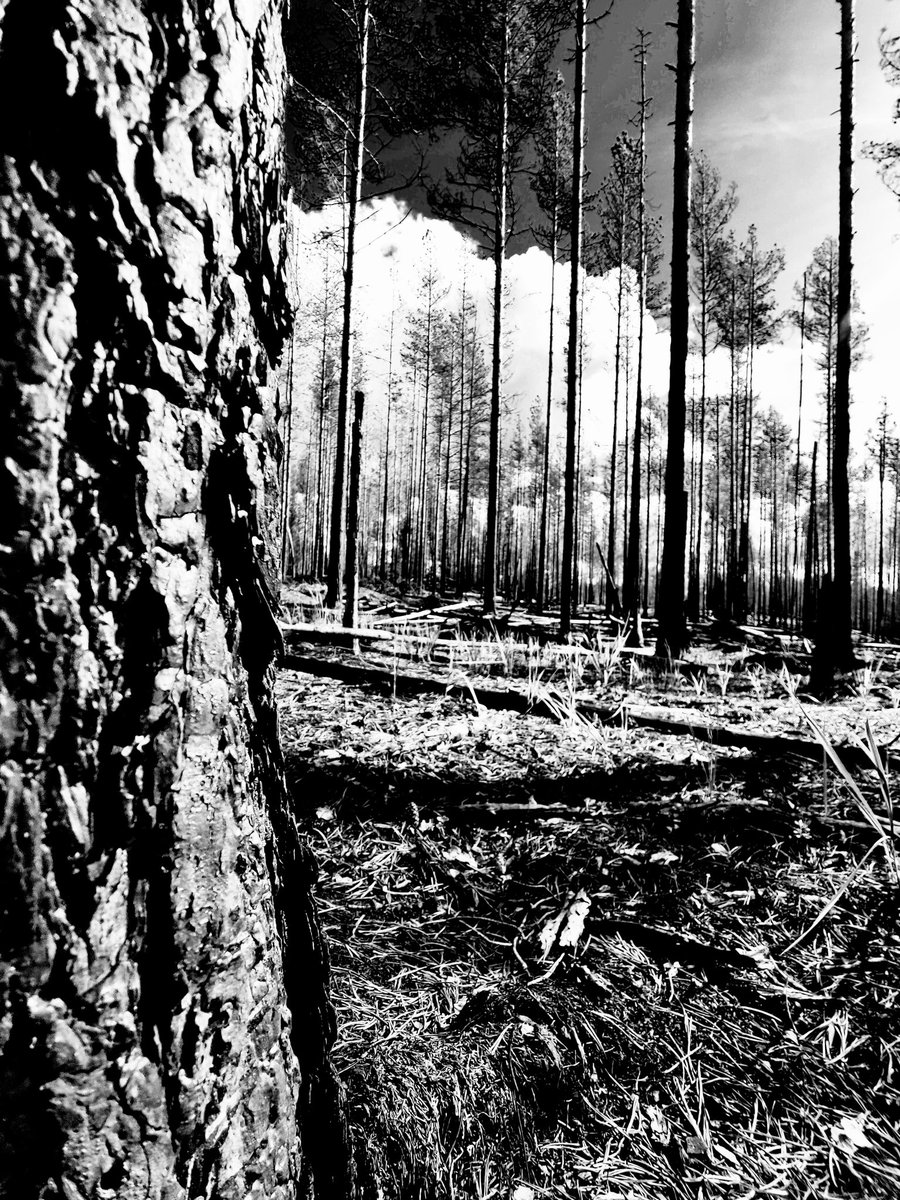 Pihla Kivistö tweet media