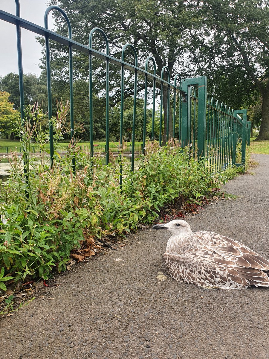 YardleyWMP's tweet photo. Now I'm in Smallheath Park ๐
Spoke to some lovely people #passingthetimeofday #smallheathstreetwatch #comeandjoinin #makingadifference ๐ฎ๐ผโโ๏ธ https://t.co/Qx1fiByKJa