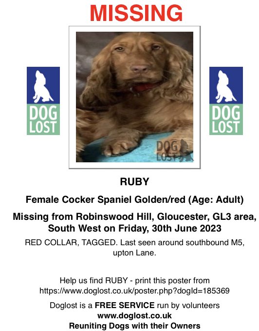 Cocker Spaniel RUBY presumed to be #stolen after disappearing on walk in #Gloucester Robinswood Hill Country Park 30.06.23 Press: itv.com/news/westcount… #DogLost link doglost.co.uk/dog-blog.php?d… #TheftByFinding #MakeChipsCount #FernsLaw #PetTheftReform