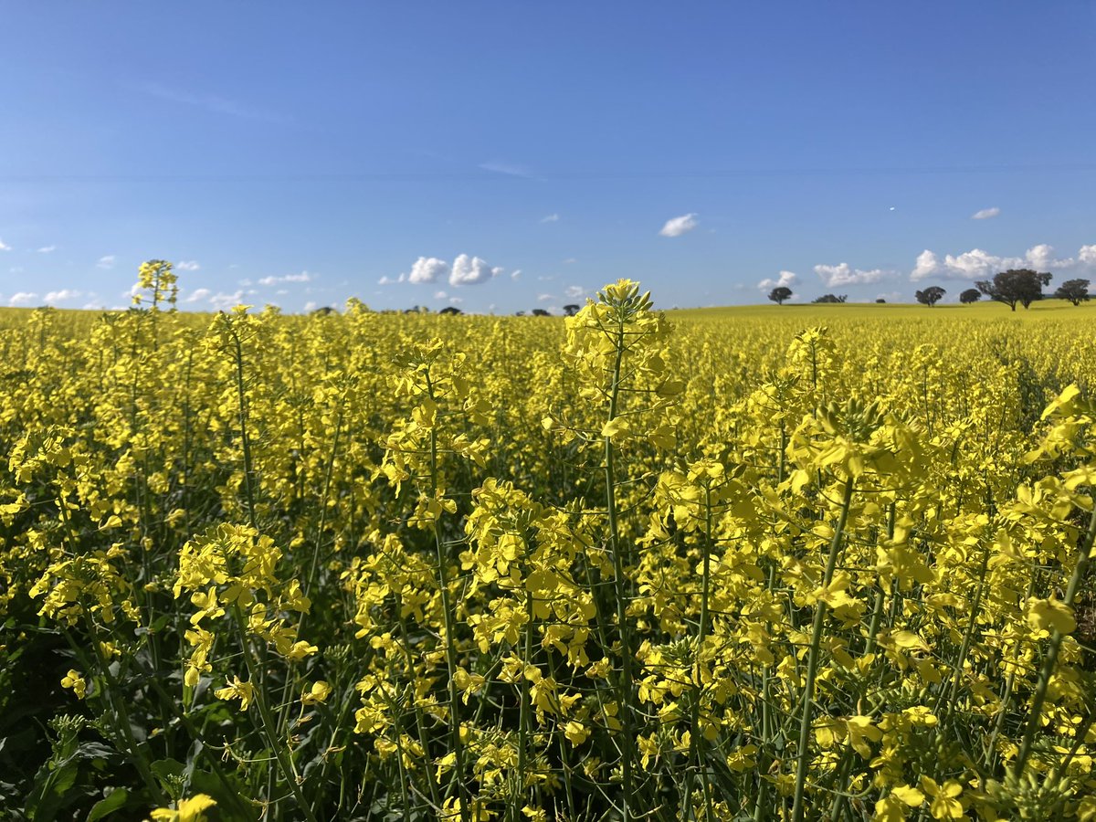 HyTTec Trifecta looking an absolute sight North of Young 😍
A good dose of N underneath has definitely set up a solid yield potential. 
With this lovely ☀️ weather, we’ll be pulling out the sweep net and beat sheet in no time!
#Canola23
#GrowmoreAg