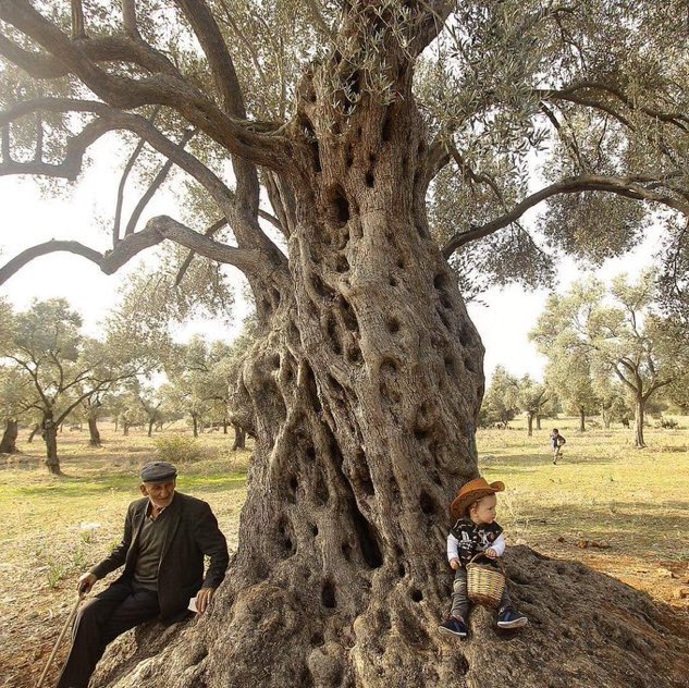 Türkiye’nin meyve veren en yaşlı Zeytin Ağacı “Ata Ağaç” yaklaşık 3200 yaşında🕊 📍Muğla, Milas