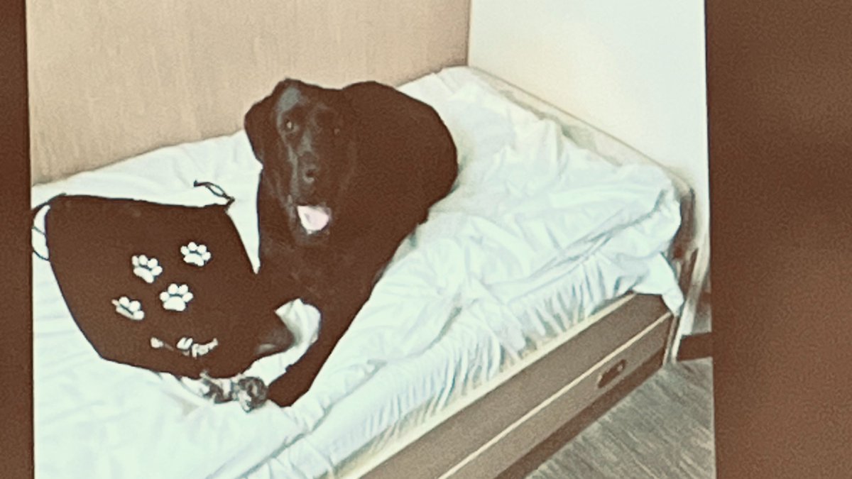 StJuliansLisbon's tweet image. Mr Morgan, our Head, kickstarted the year with a burst of energy and positivity. What a joy to witness the entire school staff reunited once again!
#StJuliansLisbon #TheJoyOfLearning