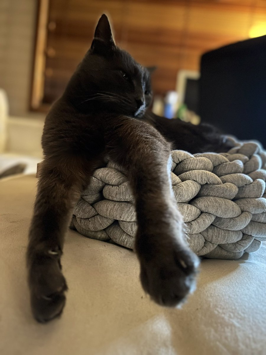 externallylaws's tweet photo. How does this fit into this?!! 🐈⬛#catfit https://t.co/tFzC25yhyJ
