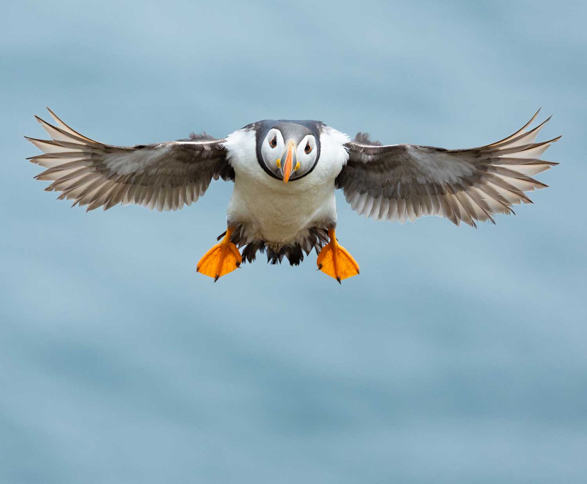 Busy editing photos for next year's products - I love the way this puffin is looking right at me. 😀#puffins #skomerisland