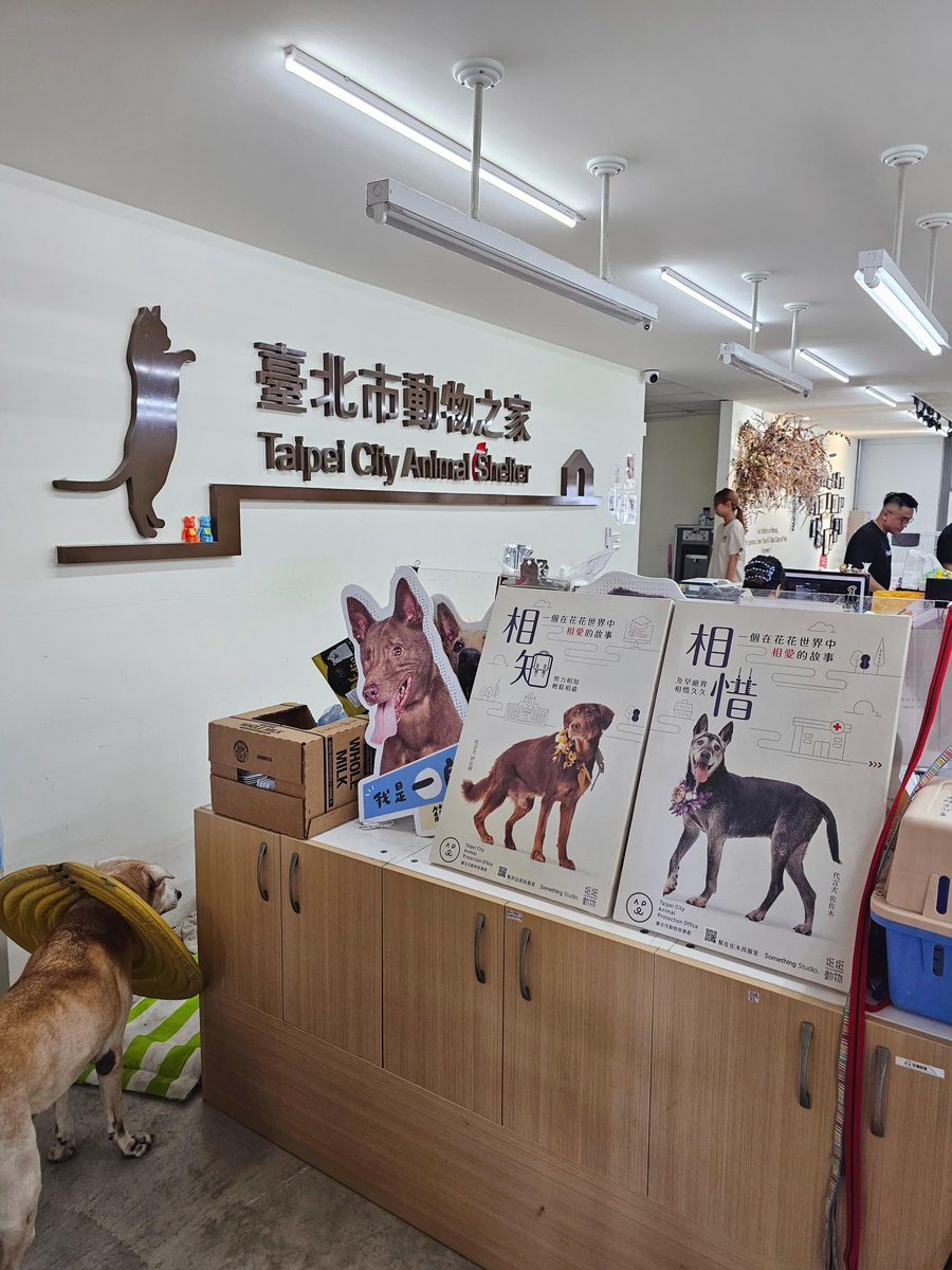 coinwtaiwan's tweet image. #CoinW
全國流浪動物慈善活動 
第一站 臺北市動物之家 
圓滿成功🎉

謝謝多位幣圈KOL @distoken_xyz
 @RimaunangisRXT @BnbTigerInu @RunOnFlux  @zhouyongyou  @DaddyPigTW  
與合作夥伴熱情響應🫶