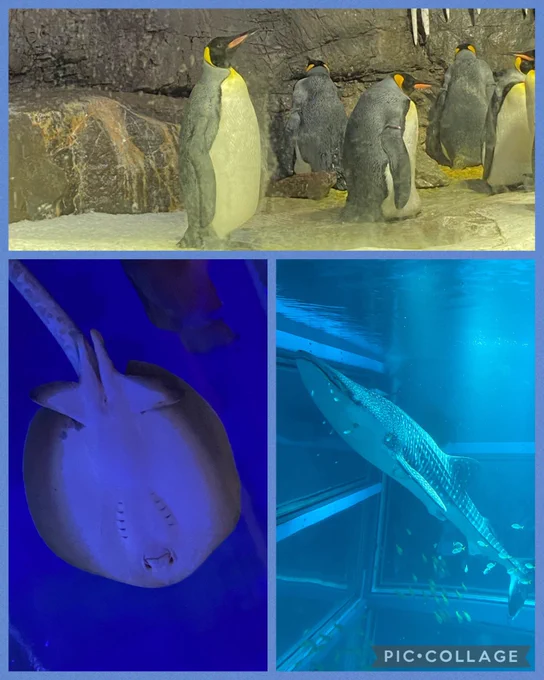 土曜はぺんちゃんと八雲ちゃんに遊んでもらったよ～🥰行きたかった水族館と麦スト連れてってもらって、美味しいたこ焼き食べさせてもらって、スケブまで描いてくれた😭🫶死ぬ時は棺桶に入れてもらう🫶
最高の夏になったよありがとう～!!! 