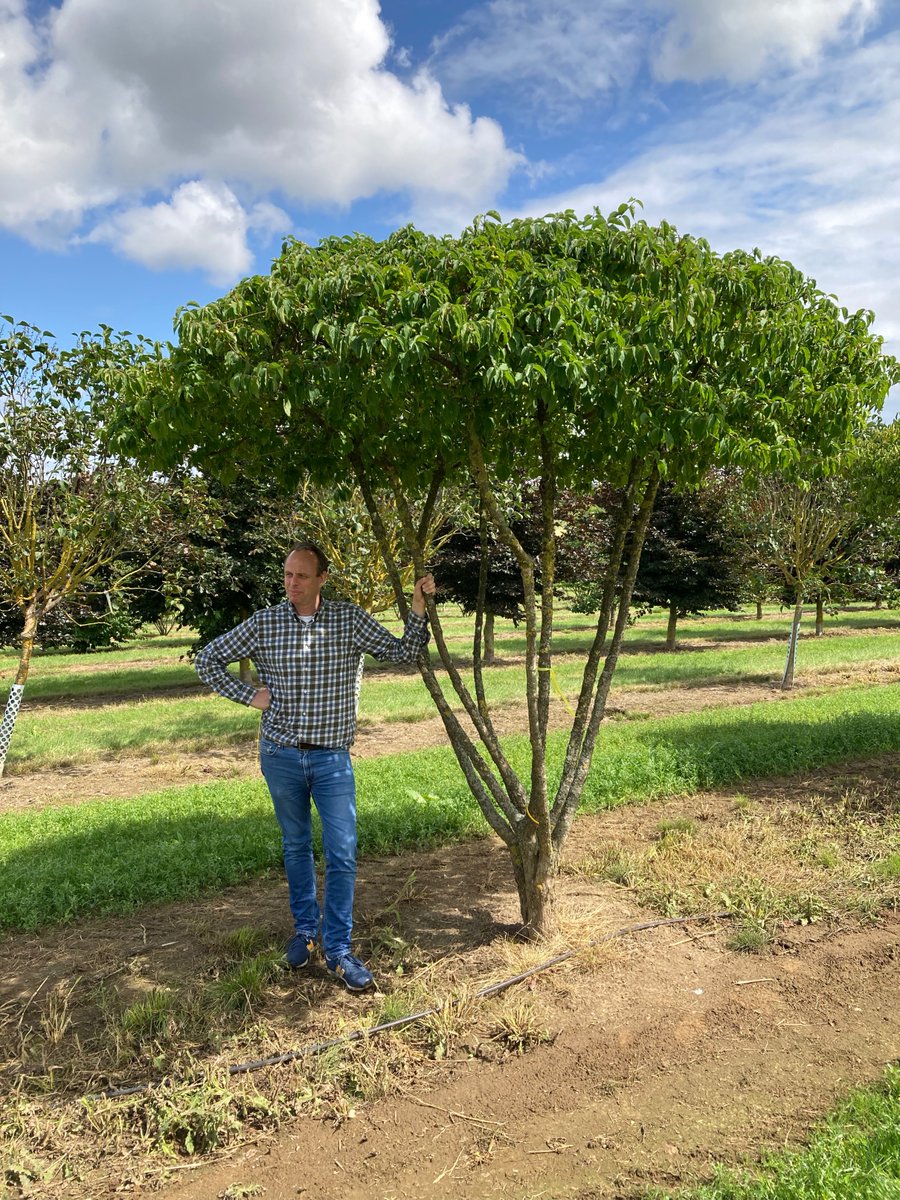 murdochwickham's tweet photo. A great visit to Lorenz von Ehren nursery back in July to select trees for St James’ Westmont Club Residence. The trees selected will be implemented from January 2024 through to February 2026 and form a part of the wider landscape vision for the White City Living development. https://t.co/Bk6PYw9H52