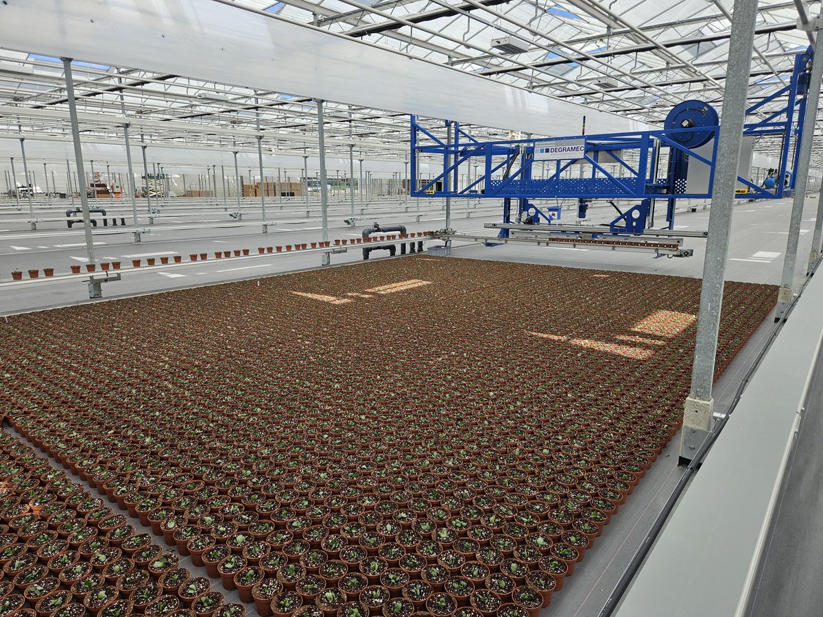Na maanden #verbouwen vieren we de eerste #mijlpaal op onze nieuwe #locatie aan de #Kanaalweg 12! Op deze 3,5 hectare grote locatie zijn de eerste 12cm #Kalanchoë’s met het #gloednieuwe systeem opgepot.
