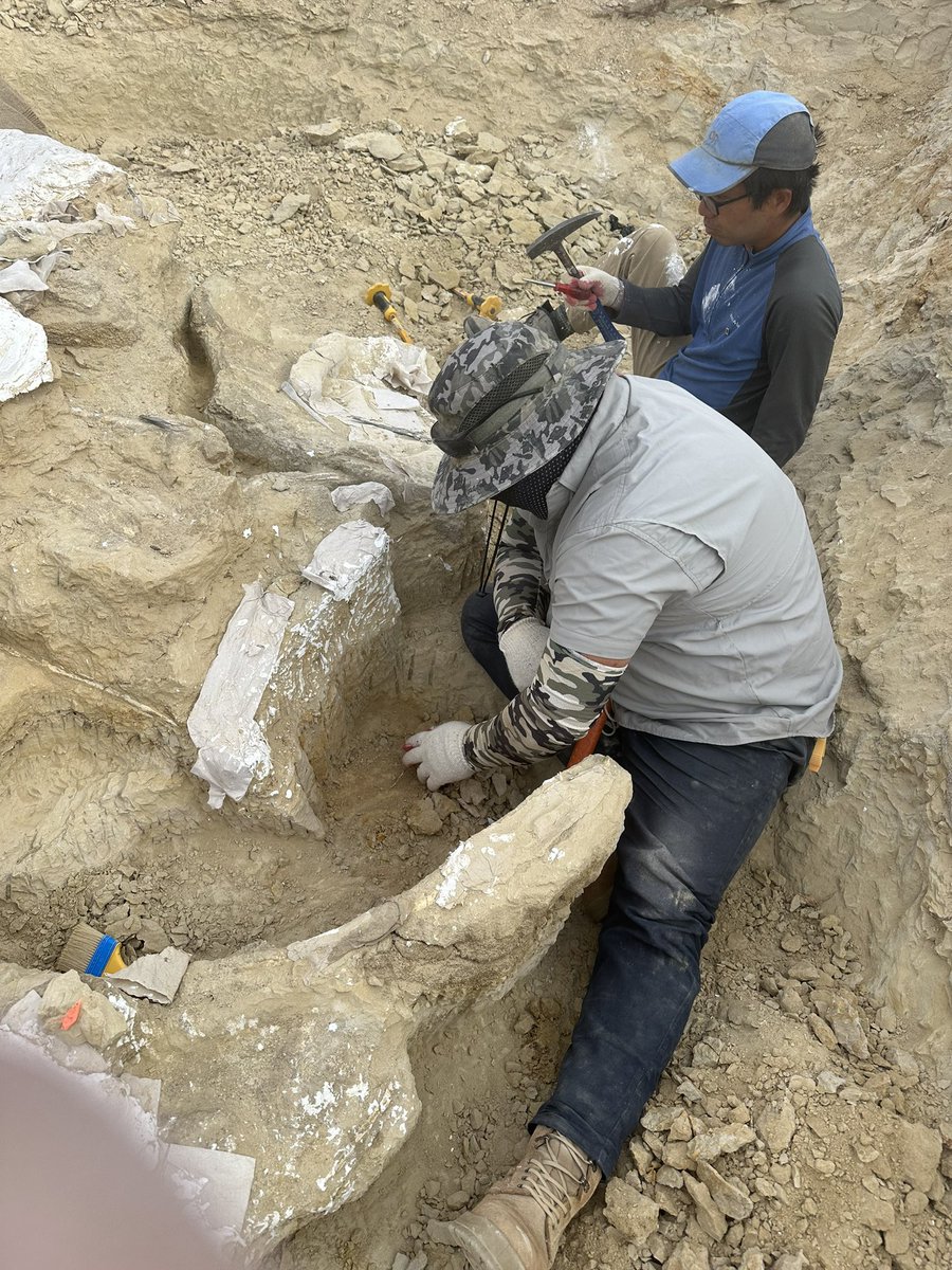 Dino_Chinzorig's tweet photo. #MADEX23 #NatGeo #ZZTE23 #IPMAS
DAY-7: The Early Cretaceous giant ankylosaur “HAHA” quarry dig in southeastern Gobi in Mongolia. Starting to find nice gaps between bones allowing us to make a jacket. @ExpeditionLive @freewillie643 @palaeontolojosh @gravelmonkey_76 https://t.co/5nGXQuysTx