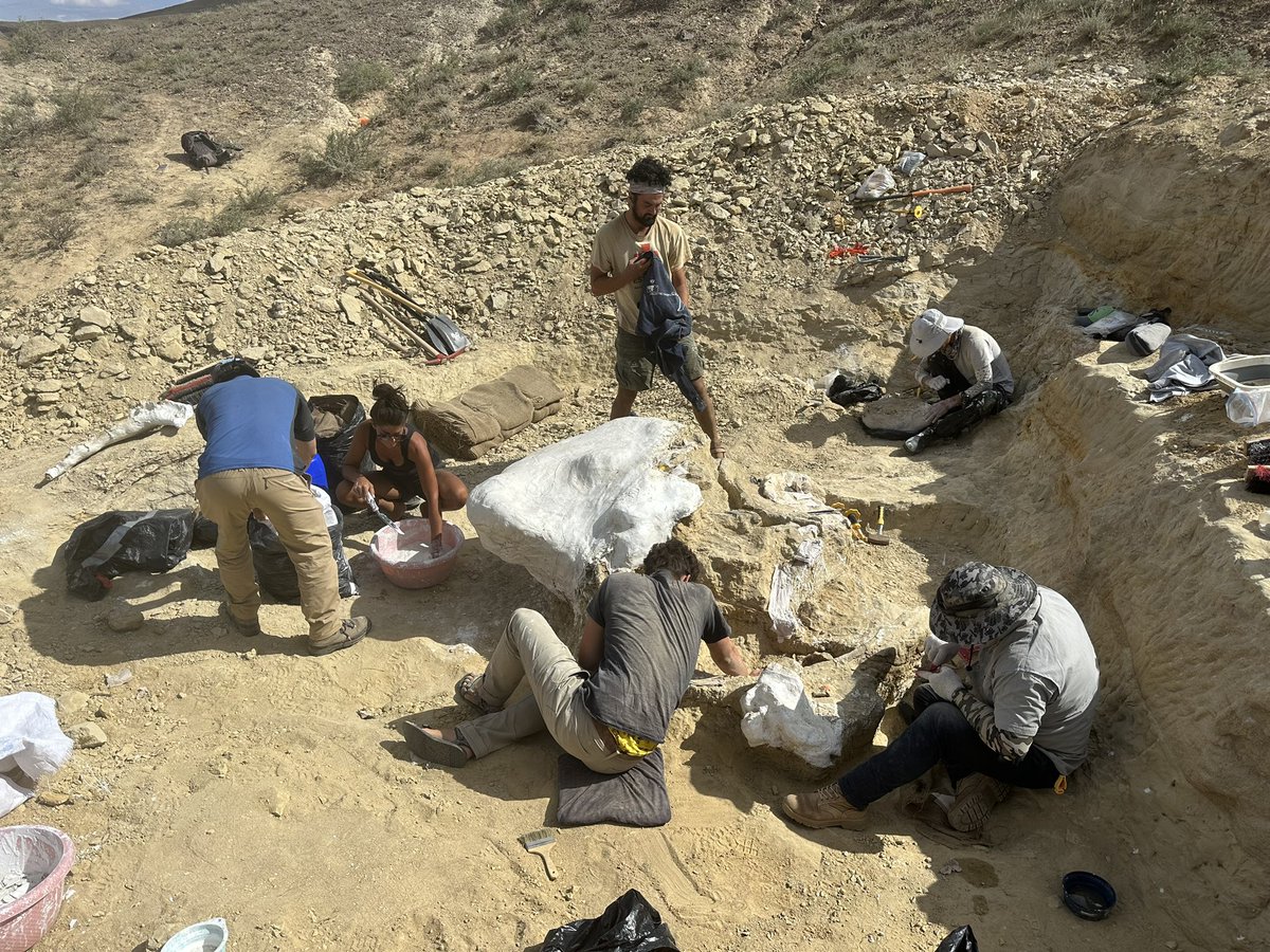 Dino_Chinzorig's tweet photo. #MADEX23 #NatGeo #ZZTE23 #IPMAS
DAY-7: The Early Cretaceous giant ankylosaur “HAHA” quarry dig in southeastern Gobi in Mongolia. Starting to find nice gaps between bones allowing us to make a jacket. @ExpeditionLive @freewillie643 @palaeontolojosh @gravelmonkey_76 https://t.co/5nGXQuysTx