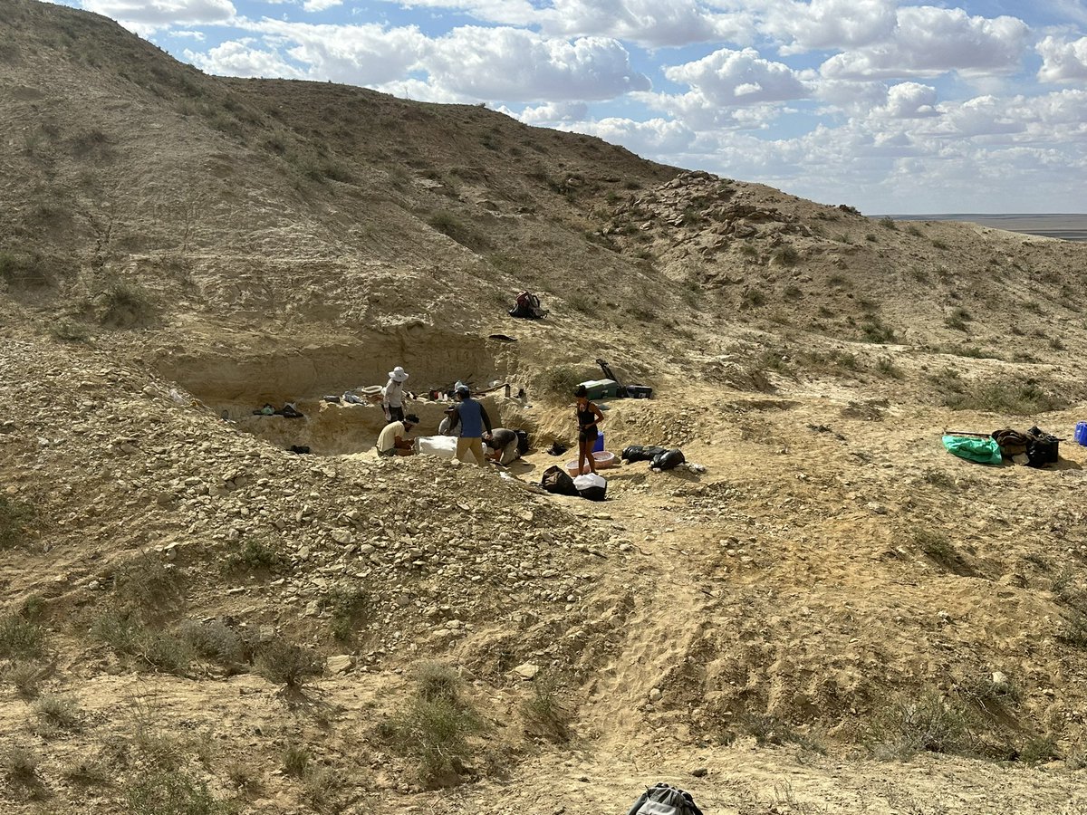 Dino_Chinzorig's tweet photo. #MADEX23 #NatGeo #ZZTE23 #IPMAS
DAY-7: The Early Cretaceous giant ankylosaur “HAHA” quarry dig in southeastern Gobi in Mongolia. Starting to find nice gaps between bones allowing us to make a jacket. @ExpeditionLive @freewillie643 @palaeontolojosh @gravelmonkey_76 https://t.co/5nGXQuysTx
