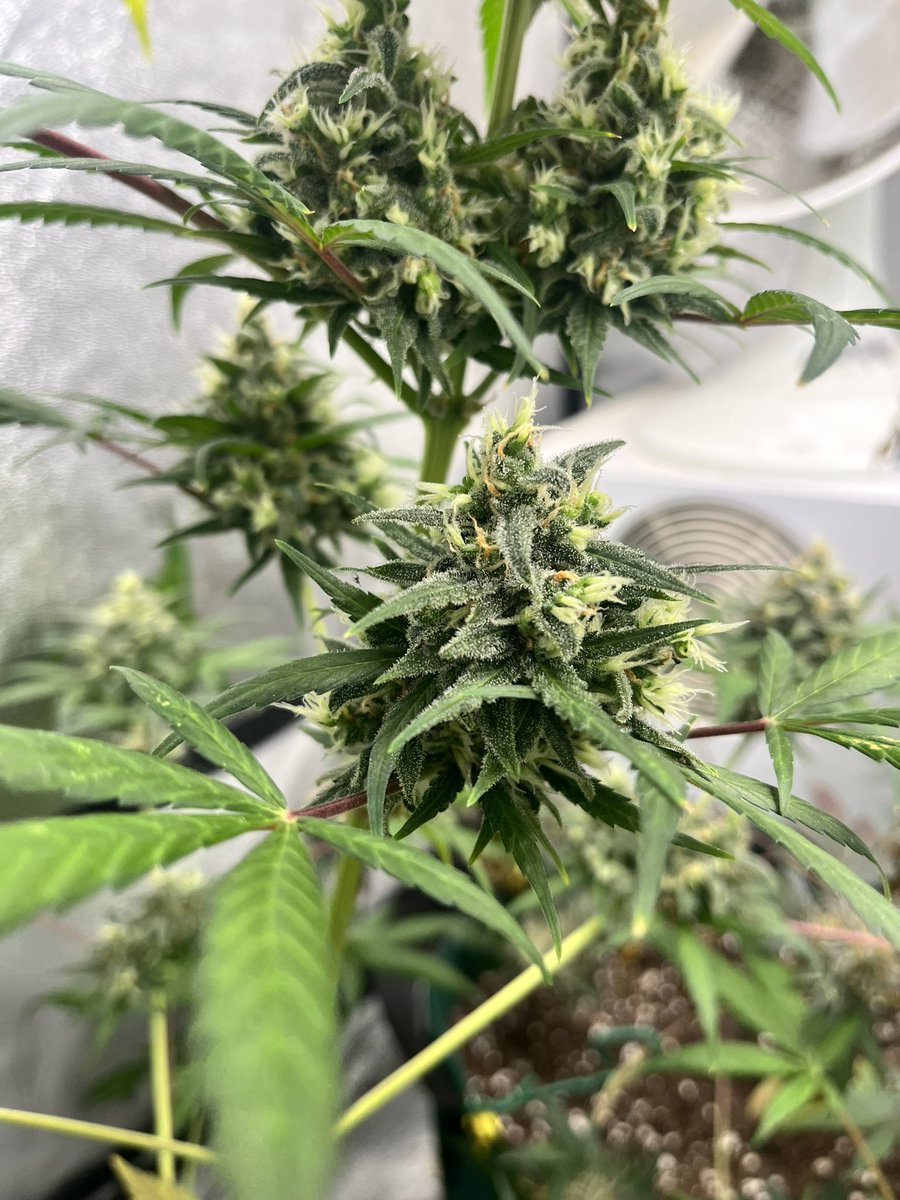 Mimosa just keeps filling up 🌱 🔥 @Fast_Buds 🔥 🌱 🌱 @Living_Soils 🌱 💡 @spiderfarmerled 💡 #Mmemberville #CannabisCommunity #CannaLand #cannabisculture #420community #growyourown #cannabisgrower
