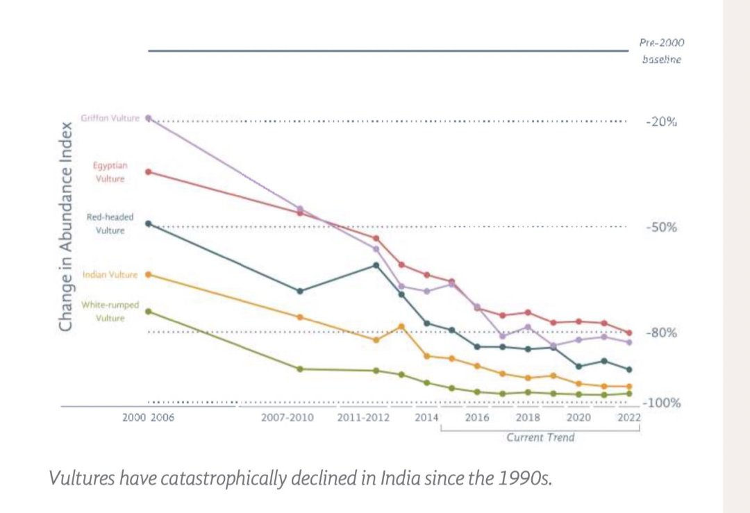 DipakRanjanPar2's tweet image. Pl save vultures #saveecosystem