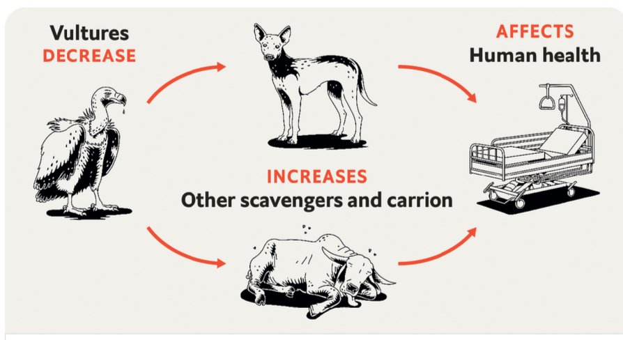 DipakRanjanPar2's tweet image. Pl save vultures #saveecosystem