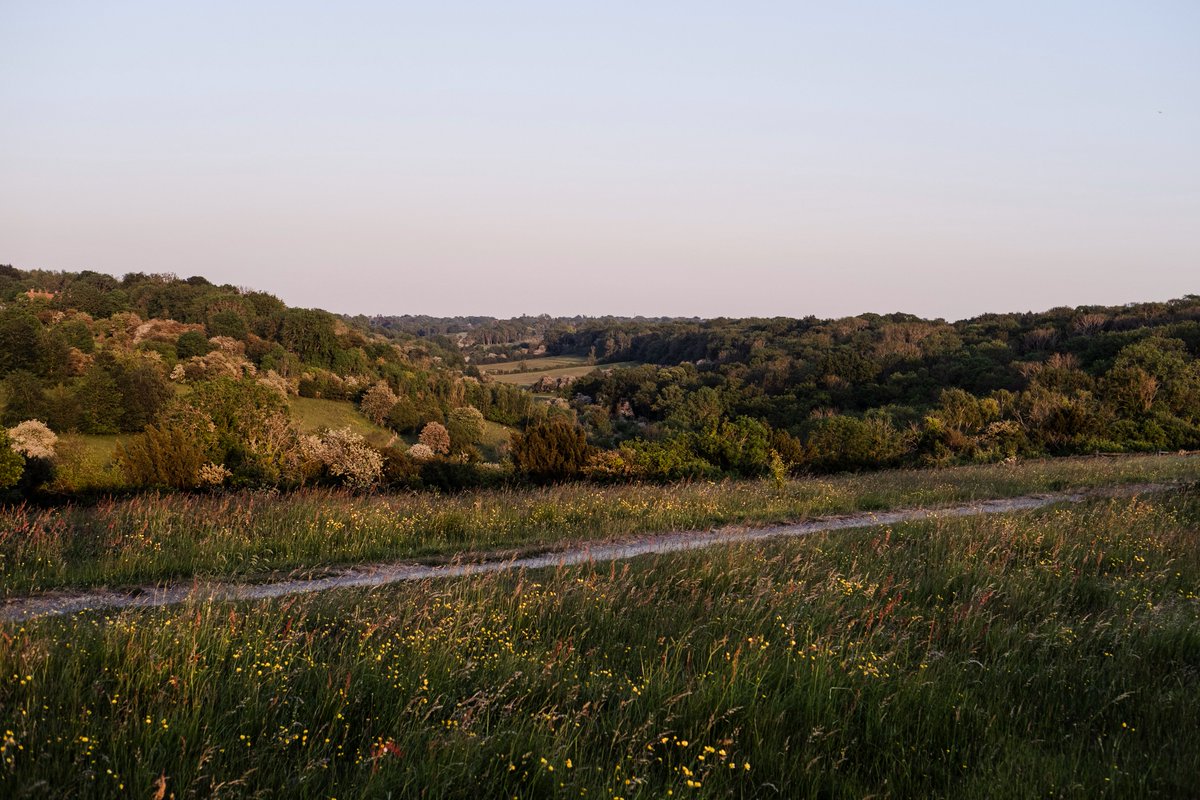 ICYMI: Rural Croydon explores the practice of conservation grazing in Croydon, commissioned this summer by @culturecroydon.

See the digital exhibition and find out where to witness grazing in Croydon: ruralcroydon.com

#croydonrural #thisiscroydon #londonboroughofculture