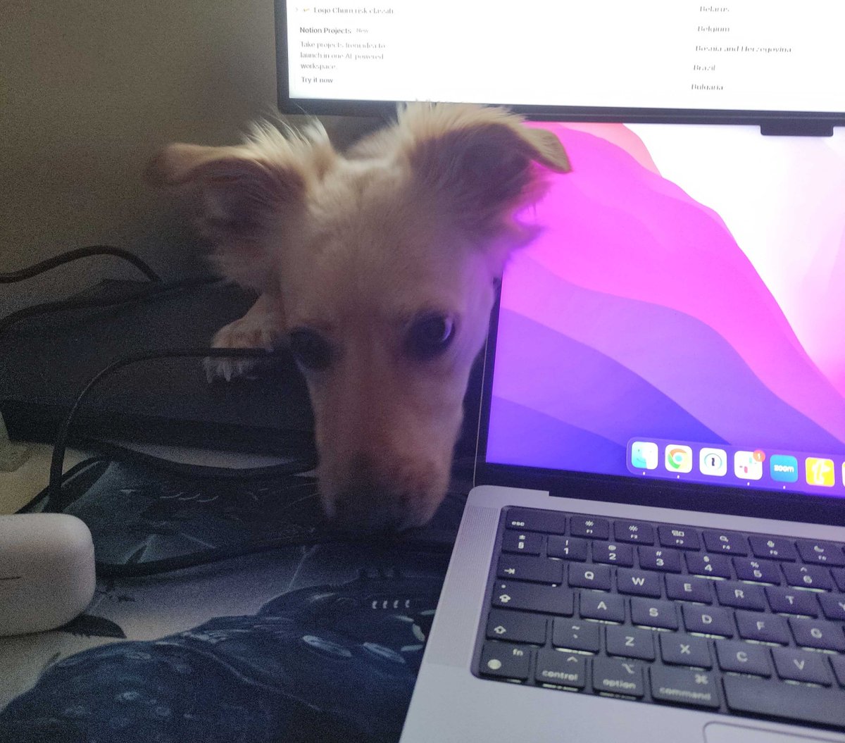 remote's tweet photo. How to get stuff done when you work remotely and don't have a manager breathing down your neck? π€
Easy! You just need office supervisors who are not afraid to stare β
These are some of ours at Remote π
#RemoteWorkTip https://t.co/b6xGmDcFJj