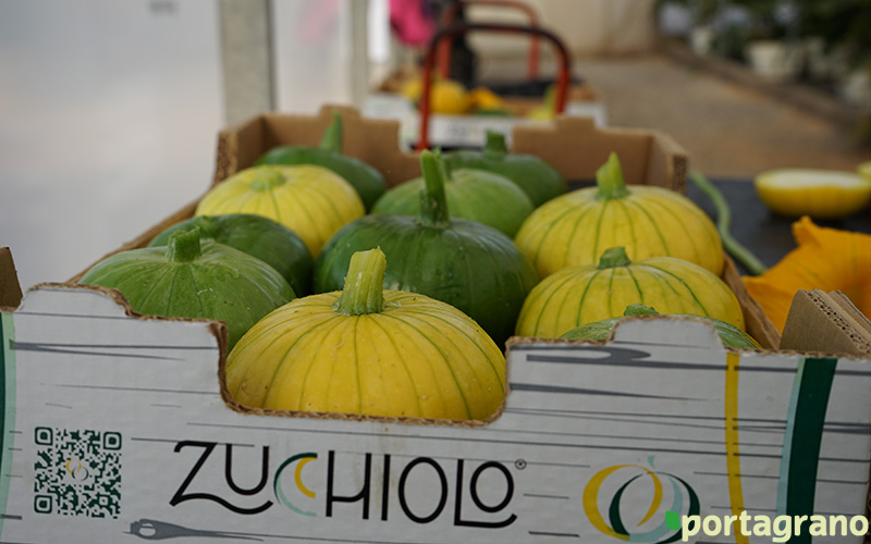 Portagrano's tweet photo. 📢📣Beyond Seeds y el Ifapa de La Mojonera sorprenden con #Zucchiolo, una nueva referencia para el invernadero
Leer más: https://t.co/OT6Pp3eb5V
#hortalizas #innovacion #Almeria #agricultura #Ifapa #BeyondSeeds #FundacionCellbitec https://t.co/BsHgVVprZr