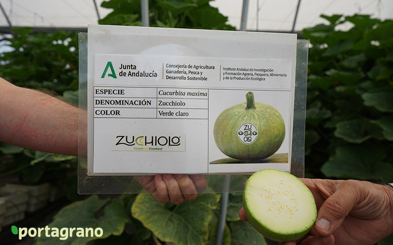 Portagrano's tweet photo. 📢📣Beyond Seeds y el Ifapa de La Mojonera sorprenden con #Zucchiolo, una nueva referencia para el invernadero
Leer más: https://t.co/OT6Pp3eb5V
#hortalizas #innovacion #Almeria #agricultura #Ifapa #BeyondSeeds #FundacionCellbitec https://t.co/BsHgVVprZr