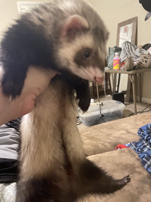 The weasel of good fortune grata you a fantastic day but he will poop in your shoes so you don&rsquo;t get<a href="/tag/newprofilepic"class="tags"><span>#newprofilepic</span></a><a href="/tag/newcontentsoon"class="tags"><span>#newcontentsoon</span></a>