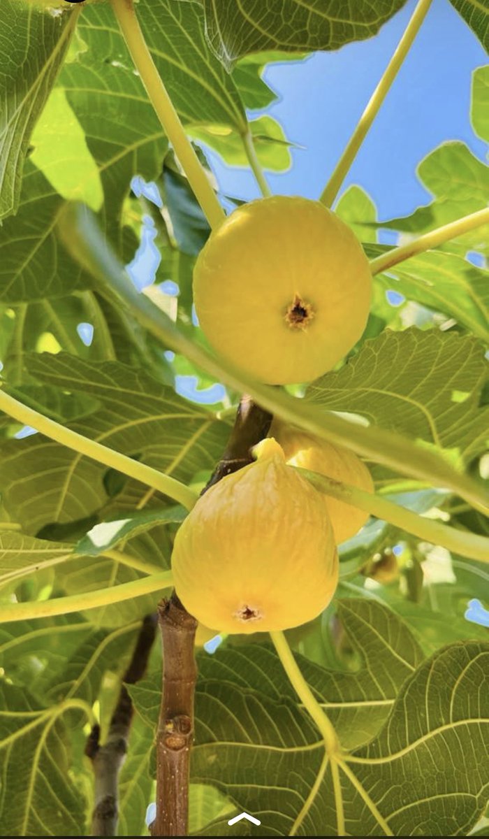 CakaGida's tweet photo. #figs https://t.co/6ji7tjUA6e