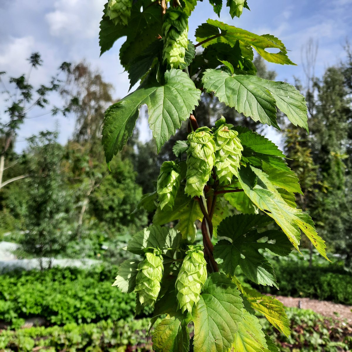 BrouwerijStijl's tweet photo. De hopbellen staan er mooi bij in de Stijl Hoptuin. Het was een zeer uitdagend jaar met behoorlijk wat schade, maar toch kunnen we straks mooie bellen oogsten.
Dit zijn Chinook hopbellen ❤️
#hoptuin #utopiaeiland #Almere #hops #chinook #craftbeer #brewery #hopyard #agroforestry https://t.co/lWNd0yl8L6