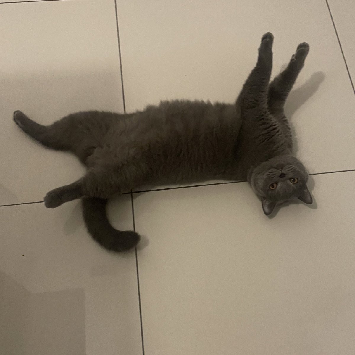 “Pet me”                               “✨PET ME✨”