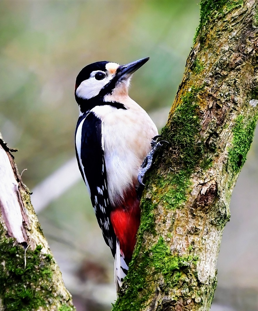 Great Spotted Woodpecker at Ham Wall