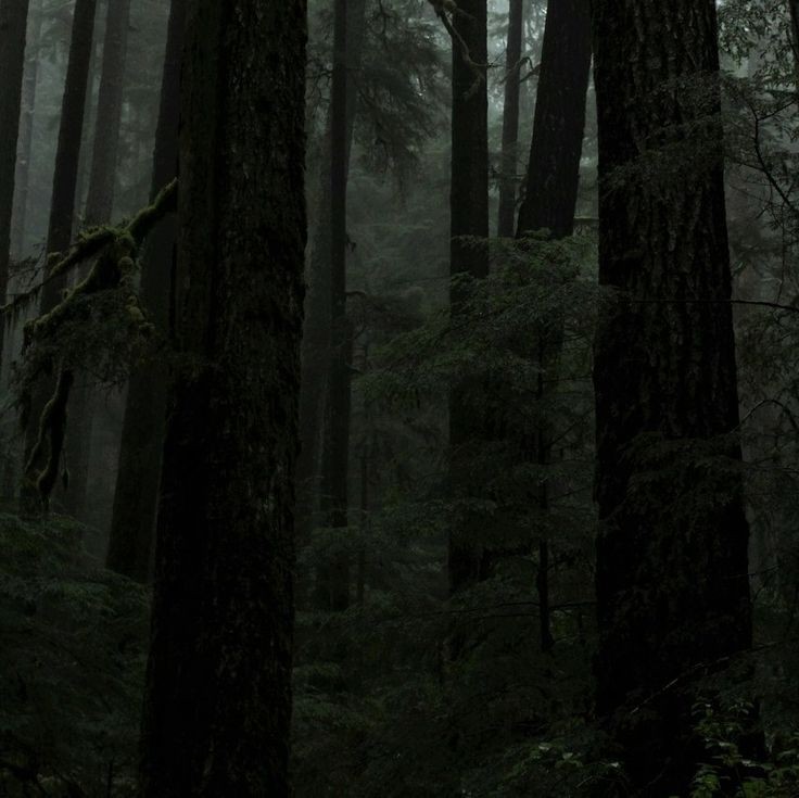 elemmiressoul's tweet photo. dark forest. https://t.co/LXe7gbM1AJ