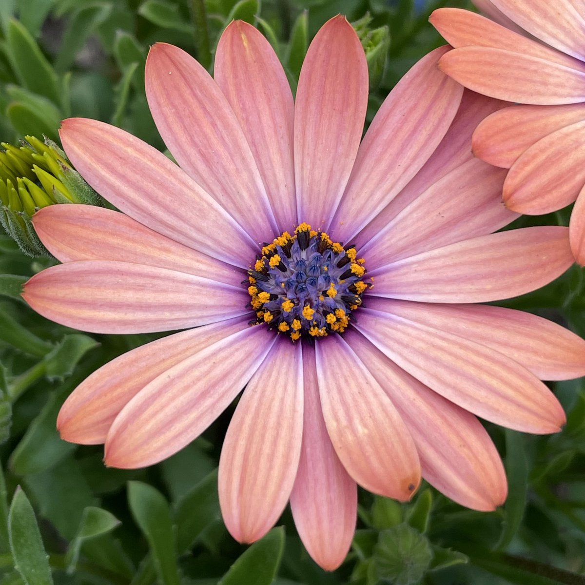 A tiny seed computer turned soil, water and sunlight into this magnificence 🫠

Do humans even tech?