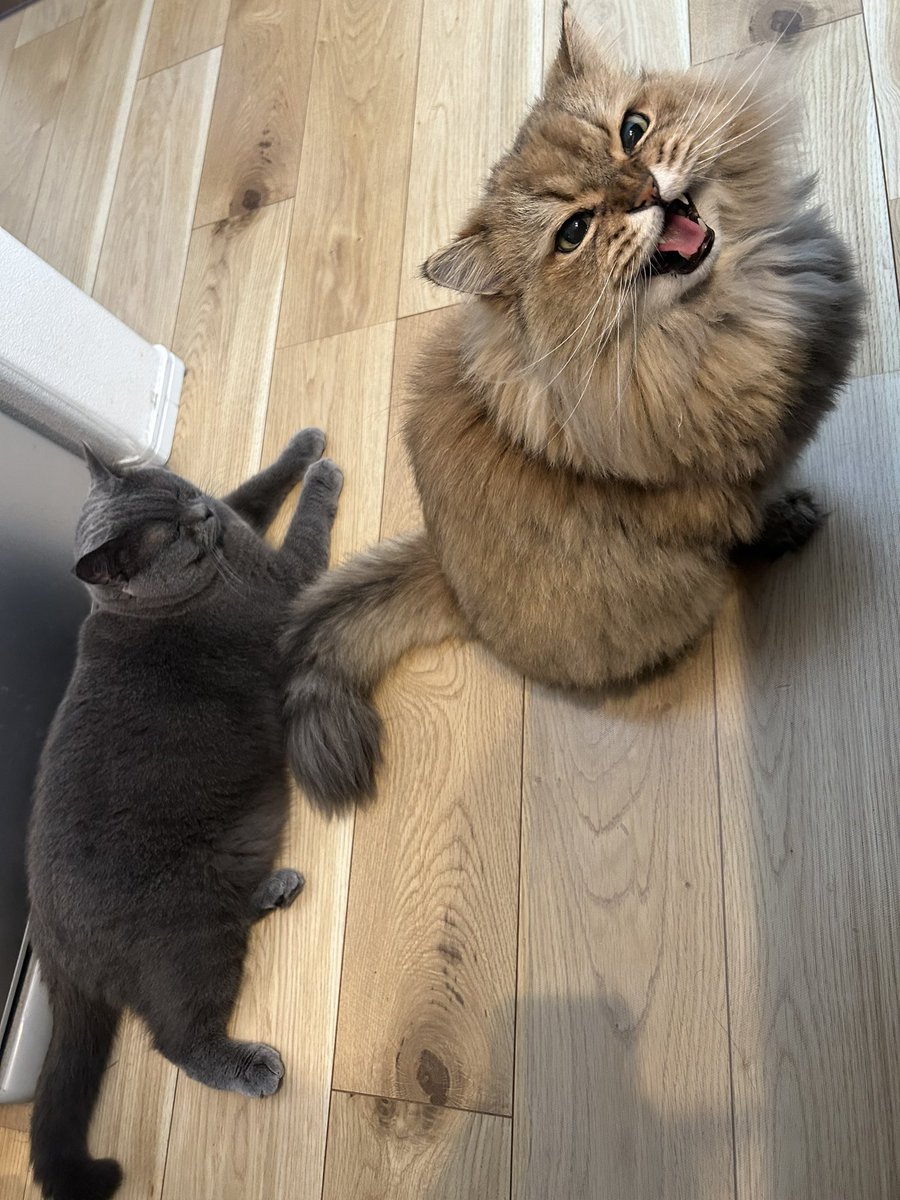 ramupon159484's tweet photo. 訴える兄。
#猫好きさんと繋がりたい
#猫のいる暮らし
#ペルシャ
#ブリティッシュショートヘア
#飯ー https://t.co/gZr0oqvael